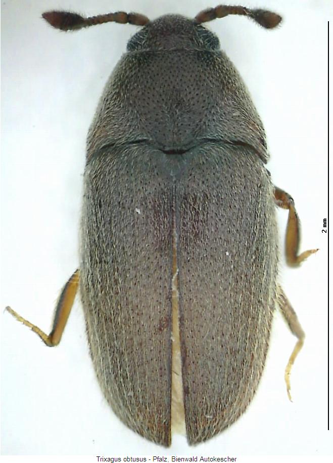 trixagus_obtusus_hab.jpg