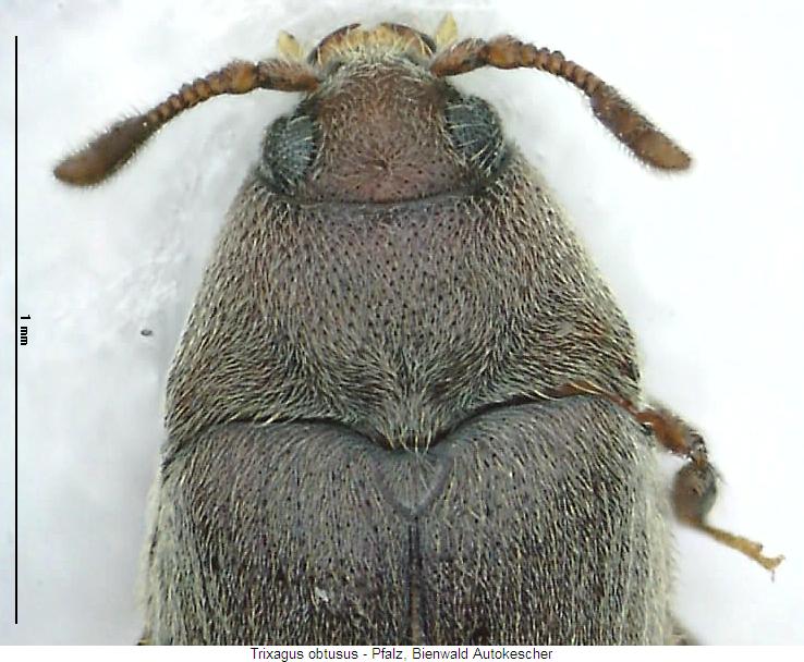 trixagus_obtusus_vk.jpg