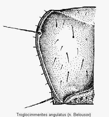 troglocimmerites_angulatus_hsch.gif