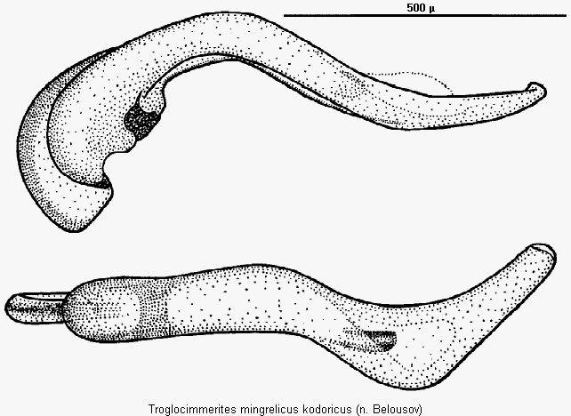 troglocimmerites_kodoricus.gif