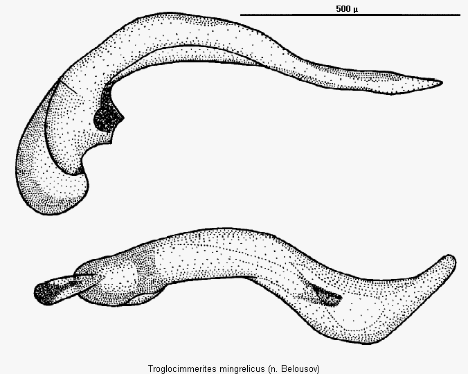 troglocimmerites_mingrelicus.gif