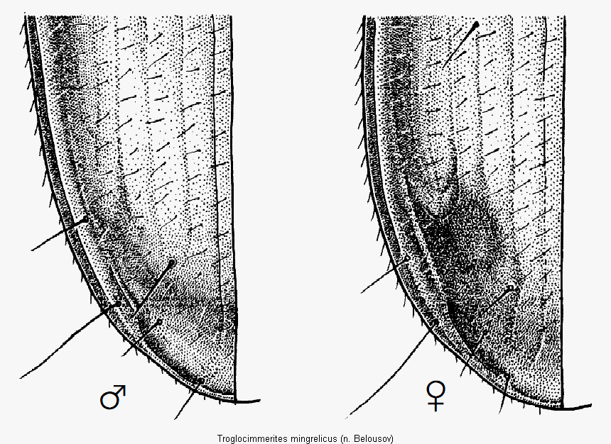troglocimmerites_mingrelicus_fld.gif