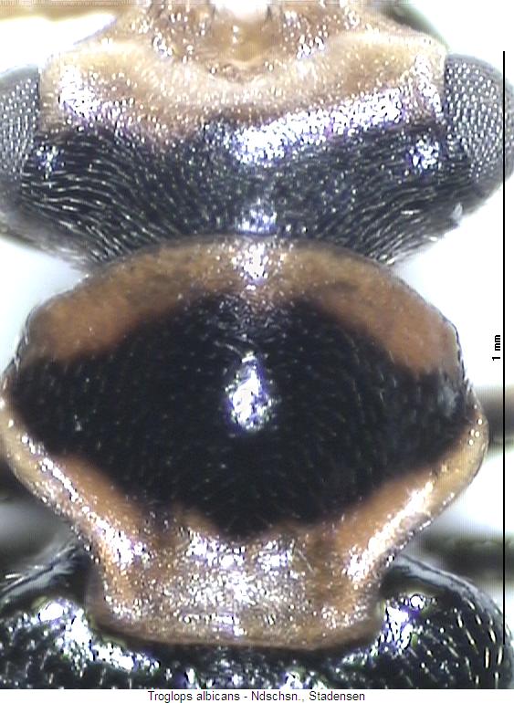 troglops_albicans_vk.jpg