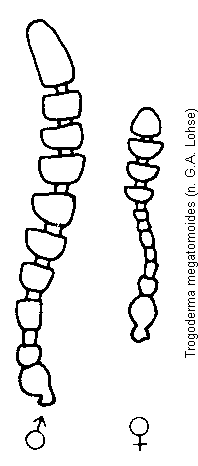 trogoderma_megatomoides_f.gif