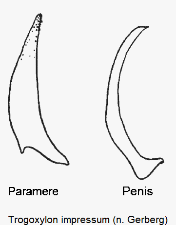 trogoxylon_impressum.gif