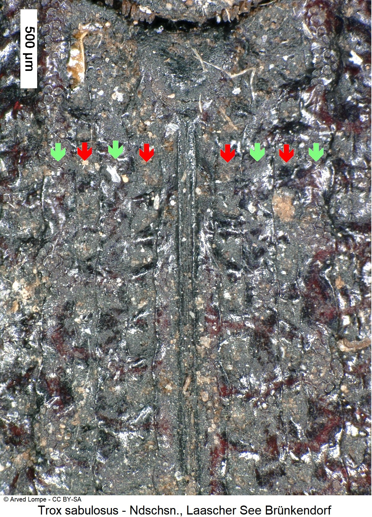 trox_sabulosus_ck10310_scut.jpg