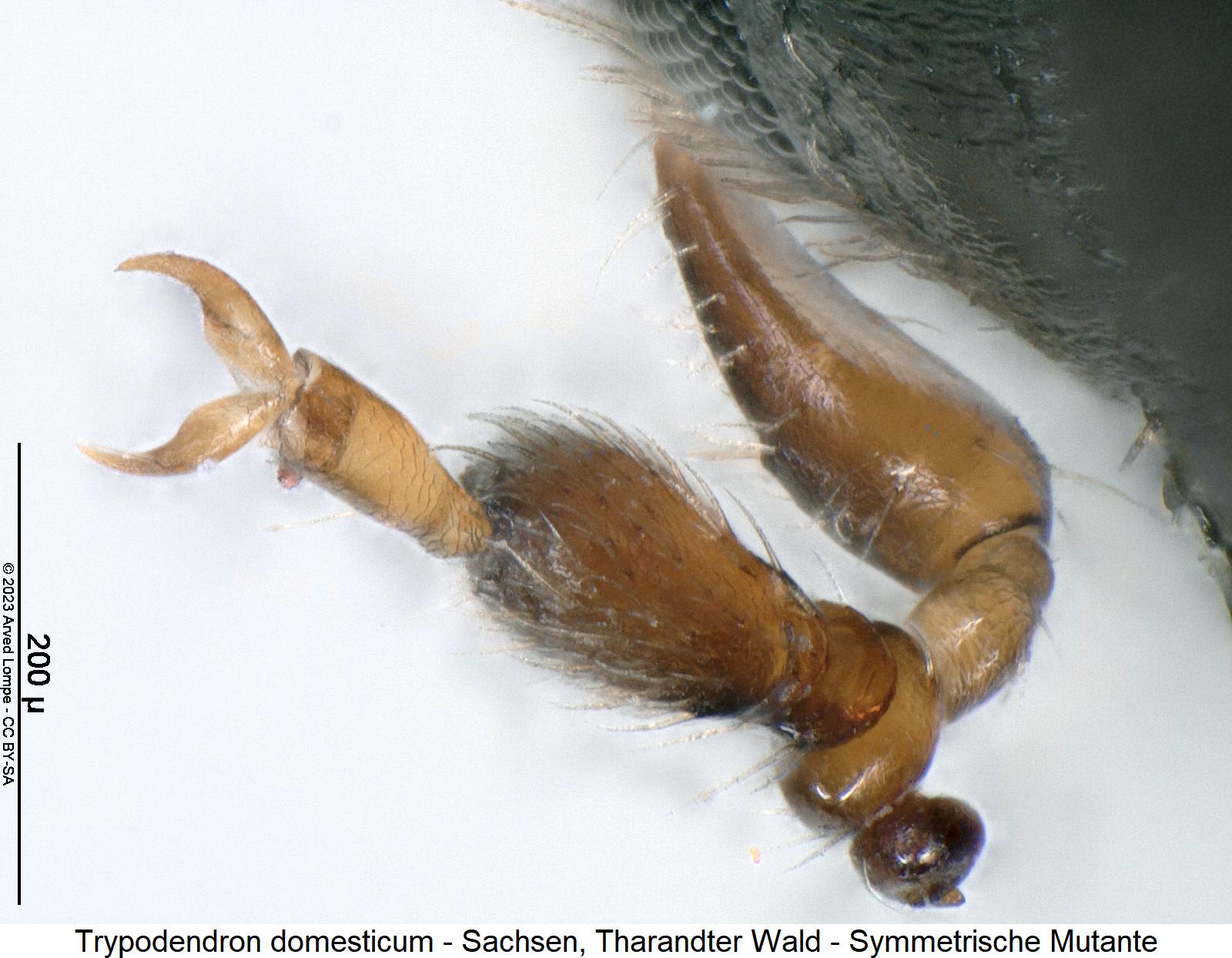 trypodendron_domesticum_mutante_f1.jpg