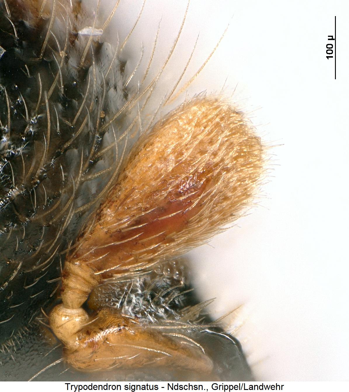 trypodendron_signatus_f.jpg