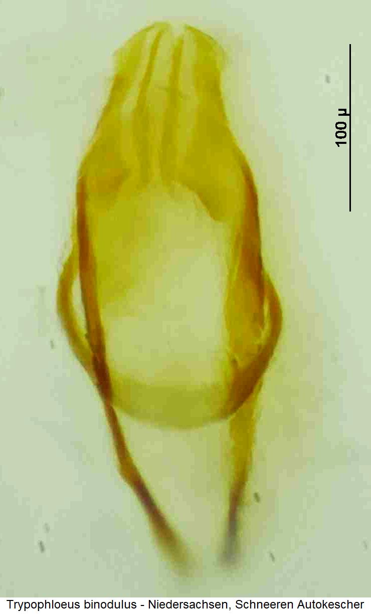 trypophloeus_binodulus.jpg