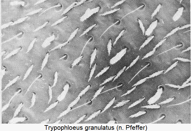 trypophloeus_granulatus_int.gif