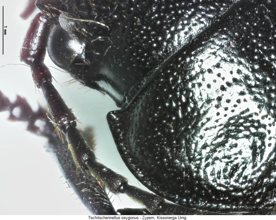 tschitscherinellus_oxygonus_hsch.jpg