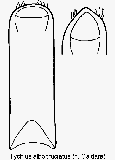 tychius_albocruciatus.gif