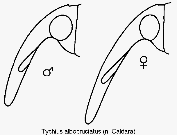 tychius_albocruciatus_k.gif