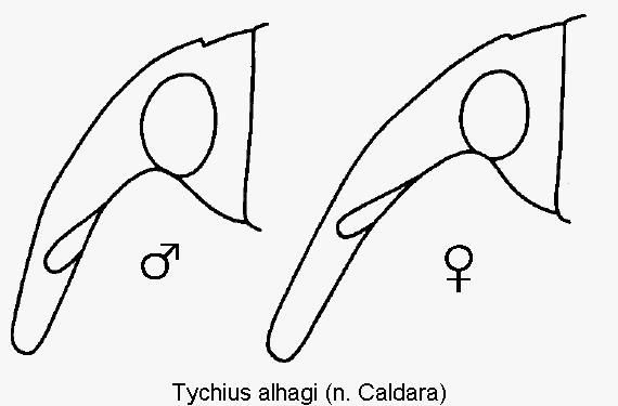 tychius_alhagi_k.gif