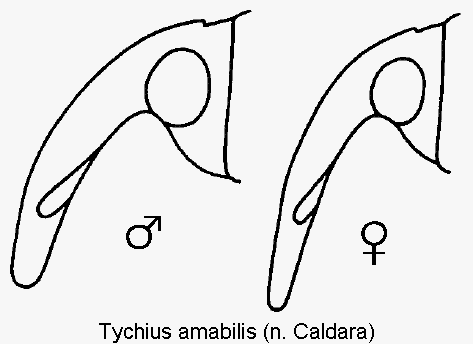 tychius_amabilis_k.gif