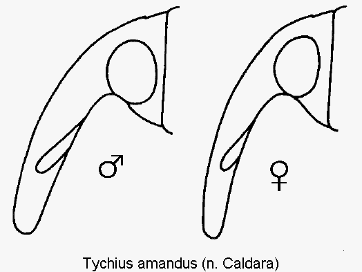 tychius_amandus_k.gif