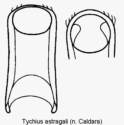 tychius_astragali.gif