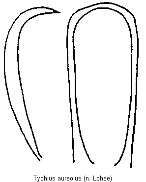 tychius_aureolus.gif