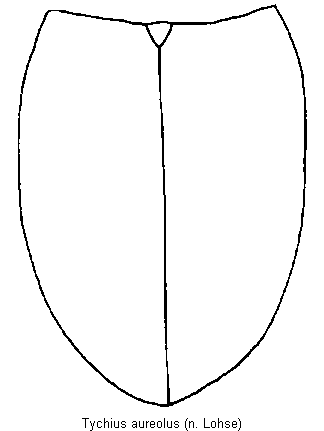 tychius_aureolus_fld.gif