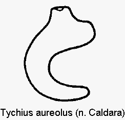 tychius_aureolus_sperm.gif