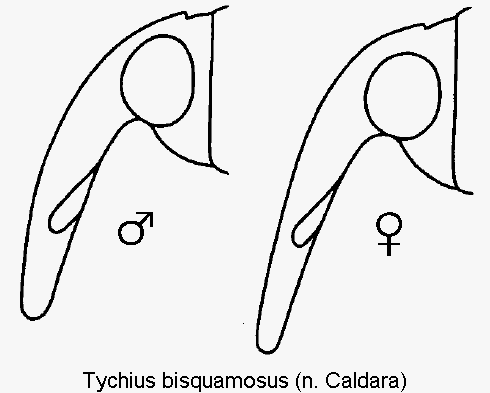 tychius_bisquamosus_k.gif