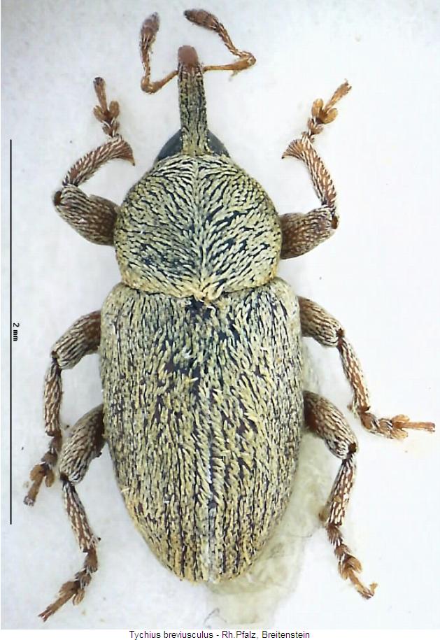 tychius_breviusculus_hab.jpg