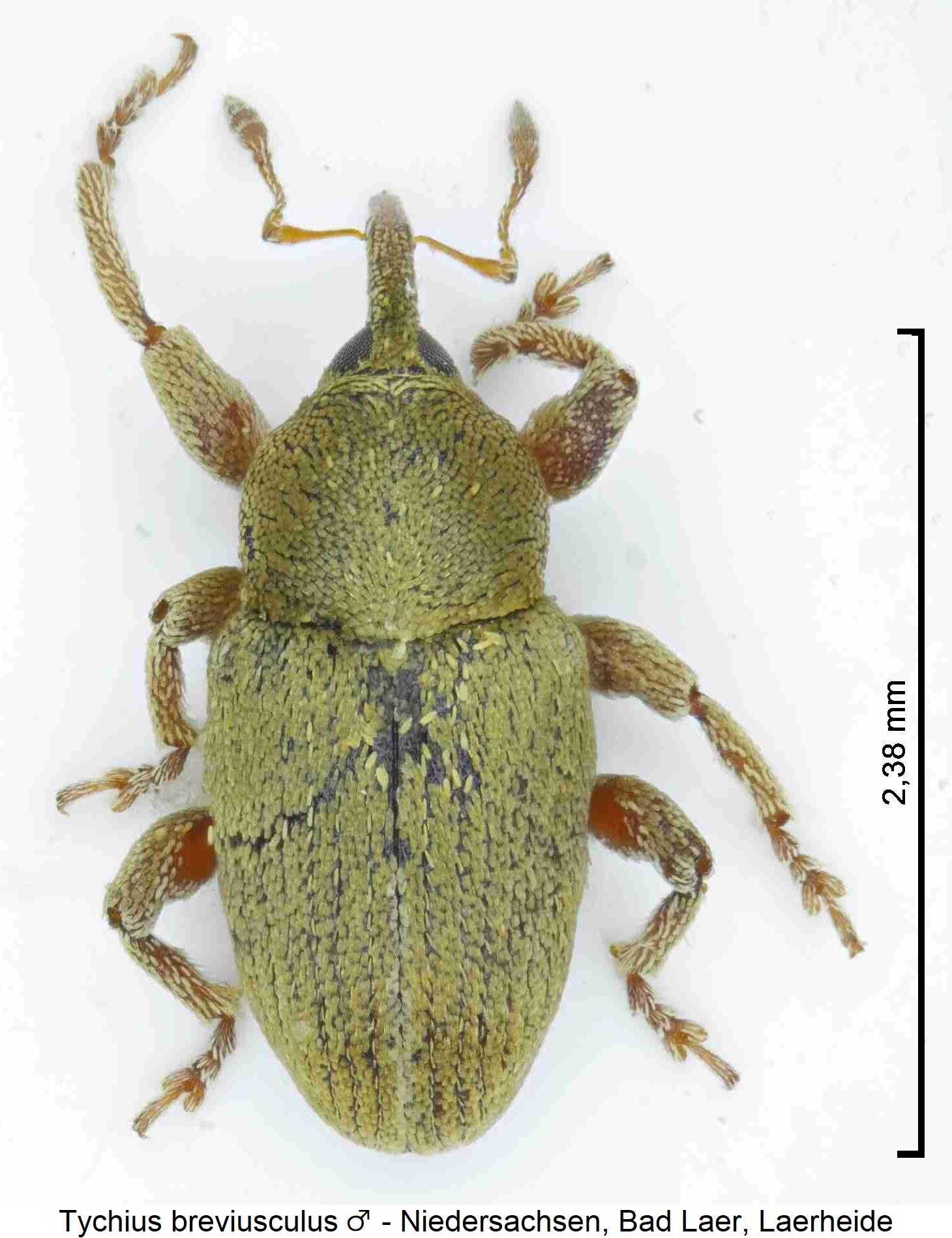 tychius_breviusculus_m_hab.jpg