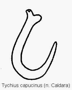 tychius_capucinus_sperm.gif