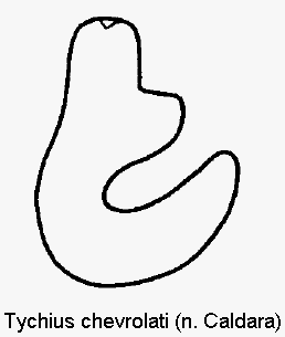 tychius_chevrolati_sperm.gif