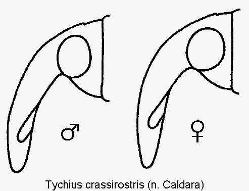 tychius_crassirostris_k1.gif