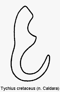 tychius_cretaceus_sperm.gif