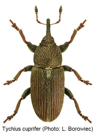 tychius_cuprifer_hab.jpg