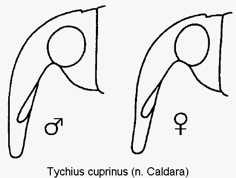 tychius_cuprinus_k.gif