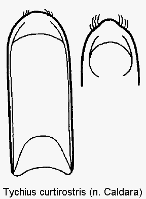 tychius_curtirostris.gif