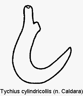 tychius_cylindricollis_sperm.gif
