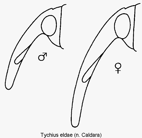 tychius_eldae_k.gif