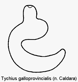 tychius_galloprovincialis_sperm.gif
