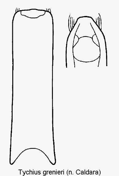 tychius_grenieri.gif