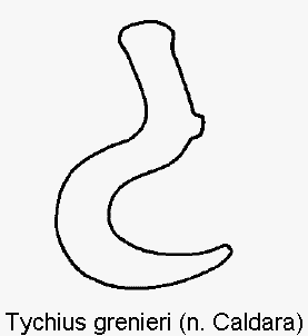 tychius_grenieri_sperm.gif