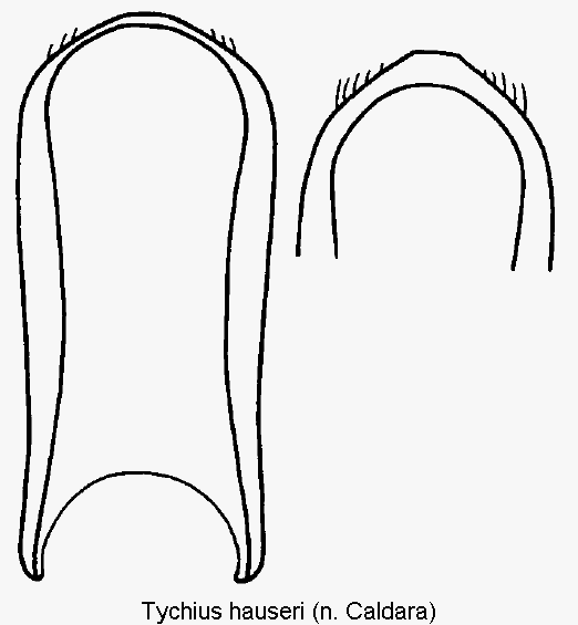 tychius_hauseri.gif