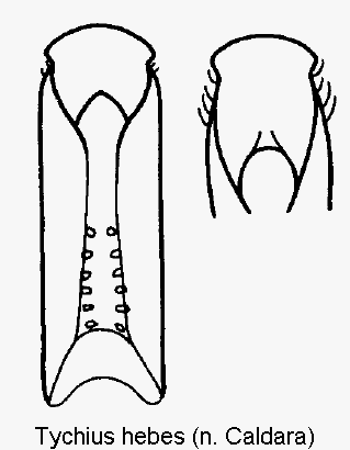 tychius_hebes.gif