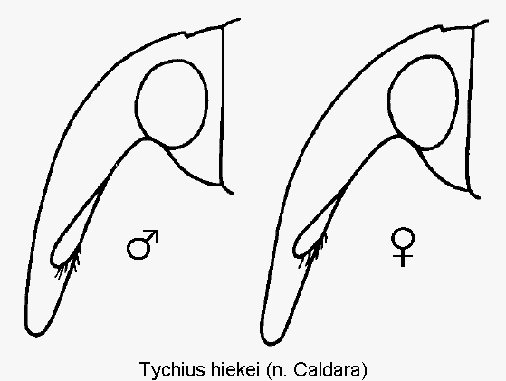 tychius_hiekei_k.gif