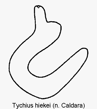 tychius_hiekei_sperm.gif