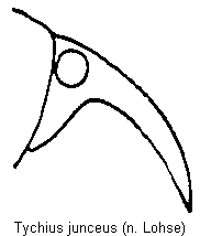 tychius_junceus_k.gif