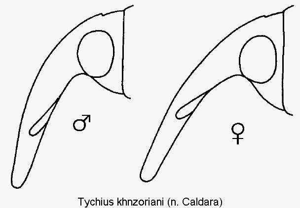 tychius_khnzoriani_k.gif
