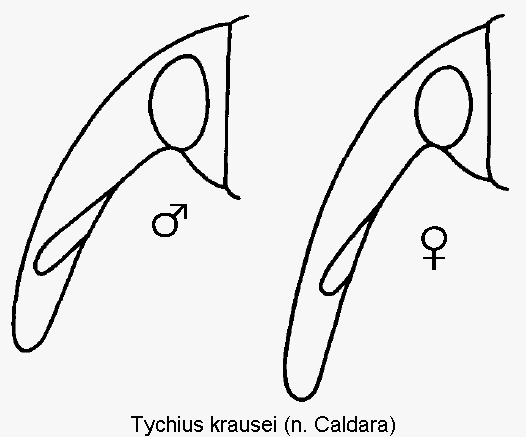 tychius_krausei_k.gif