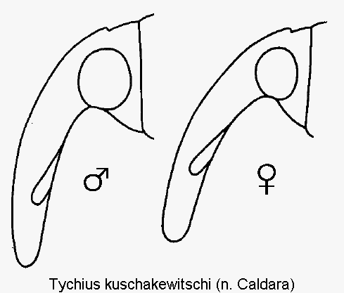 tychius_kuschakewitschi_k.gif