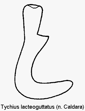 tychius_lacteoguttatus_sperm.gif