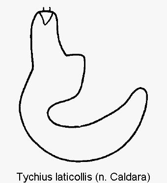 tychius_laticollis_sperm.gif