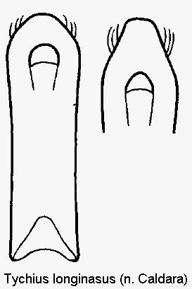tychius_longinasus.gif